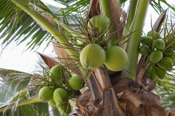 Fototapeta premium coconut on tree with bokeh nature