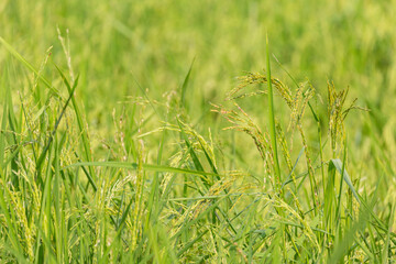 Green rice organic plant in the field