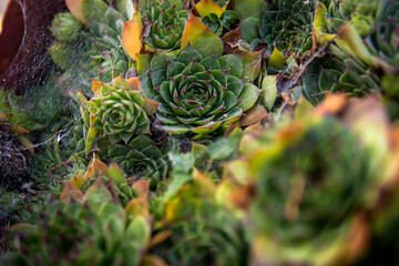 green moss in the garden