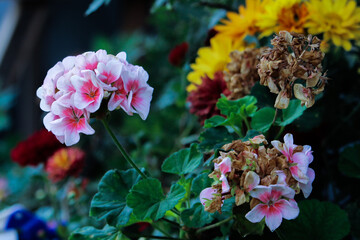 flowers in the garden
