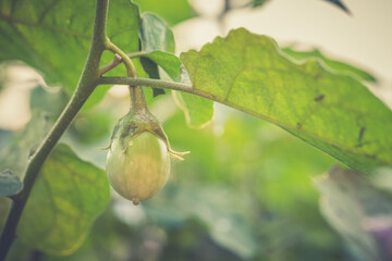 Close up of organic Eggplant on the tree with blur nature