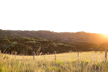 sunset with araucarias
