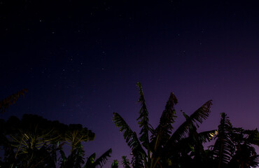 starry night sky behind the bananas