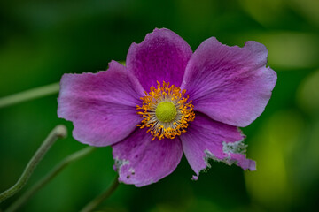 Rosa Herbst-Anemone