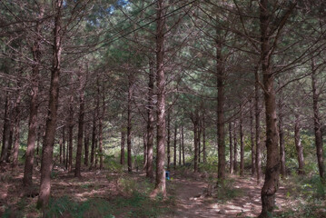 Obraz premium 숲길