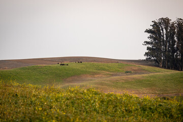 morning in the meadow