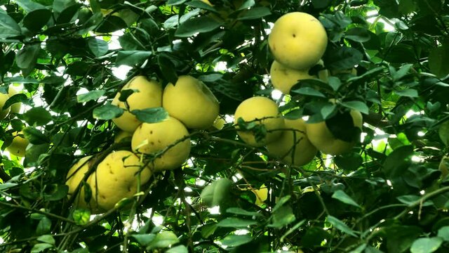 Pamela or pomelo fruits (Citrus maxima, Citrus grandis) on the tree on green foliage background. 4K