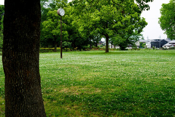 時計塔のある公園のクローバーの咲く広場