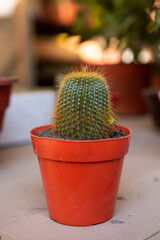 Cactus photos and cactus background. Cactaceae