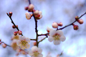 梅の花