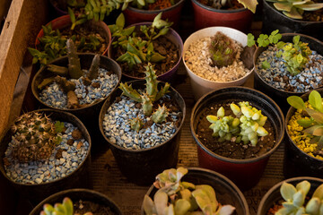 Cactus photos and cactus background. Cactaceae