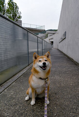 柴犬・おすわり・笑顔