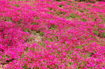 芝桜