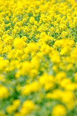 菜の花
