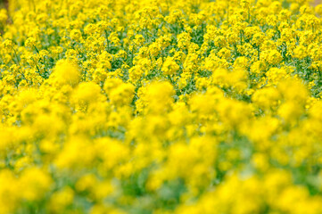 菜の花