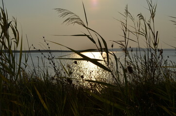 reeds at sunset