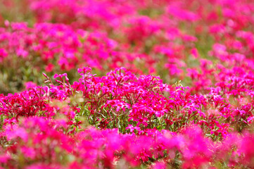 芝桜