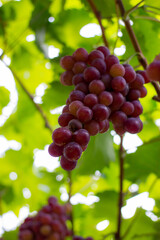 grape
