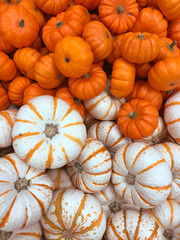 Many cute small white and orange pumpkins. Background for fall, autumn, Halloween, Thanksgiving, seasonal display, concept.