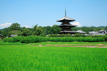 Naklejka premium 夏の法起寺