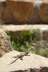 lizard on the rock wall