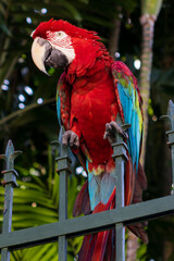 Macaw with red, blue and yellow feathers