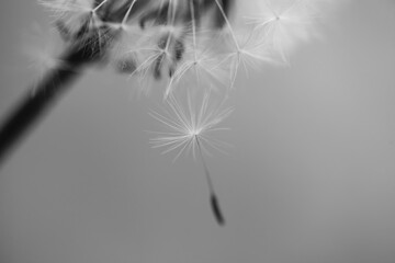 Art photo of dandelion seeds close up on natural blurred background. Summer. Monochrome photography.