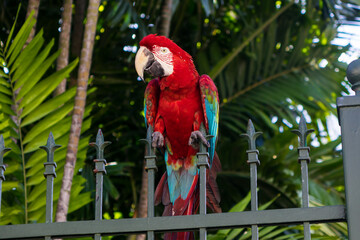 Macaw with red, blue and yellow feathers