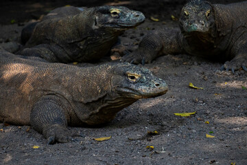 Obraz premium Komodo (Varanus Komodoensis) gather under trees. Also known as the Komodo dragons. The biggest in the world living lizard in natural habitat. Natural habitat in Indonesia.