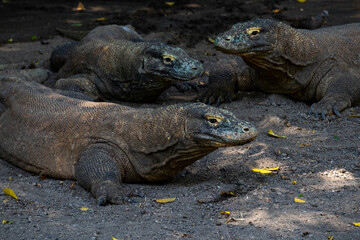 Komodo (Varanus Komodoensis) gather under trees. Also known as the Komodo dragons. The biggest in the world living lizard in natural habitat. Natural habitat in Indonesia.