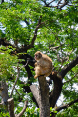 Naklejka na ściany i meble monkeys at the zoo are sitting on branches