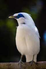 Balinese starlings (Leucopsar rothschildi) stand on tree branches. also known as Rothschild's mynah and is a symbol of Bali.