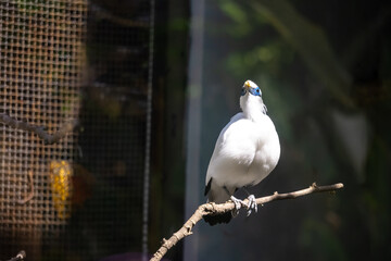 Balinese starlings (Leucopsar rothschildi) stand on tree branches. also known as Rothschild's mynah and is a symbol of Bali.