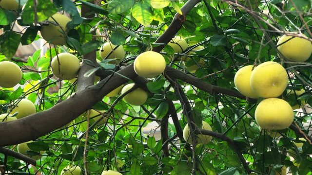 Pamela or pomelo fruits (Citrus maxima, Citrus grandis) on the tree on green foliage background. 4K
