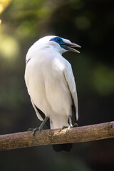 Balinese starlings (Leucopsar rothschildi) stand on tree branches. also known as Rothschild's mynah and is a symbol of Bali.
