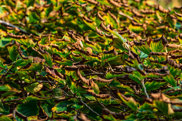 Autumn leaves