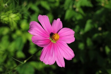 beautiful pink flower on a green background