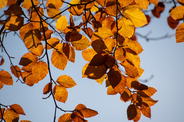 Fototapeta na wymiar A picture of the autumn orange transparent leaves. Vancouver BC Canada 