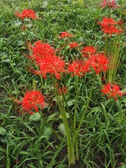 道端のヒガンバナ