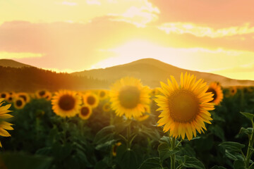 Obraz premium Beautiful sunflower field near mountains at sunset