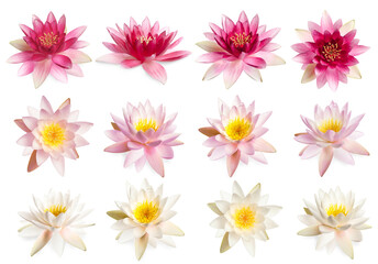 Set of beautiful lotus flowers on white background