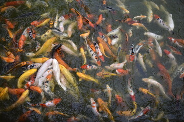Obraz na płótnie Canvas Fancy Carp swimming in the pond, Fancy Carp are golden.