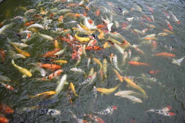 Fancy Carp swimming in the pond, Fancy Carp are golden.