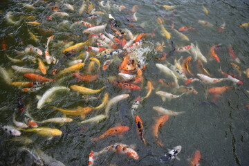 Fancy Carp swimming in the pond, Fancy Carp are golden.