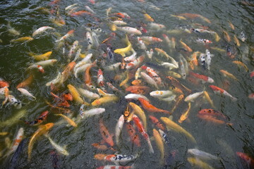 Fancy Carp swimming in the pond, Fancy Carp are golden.