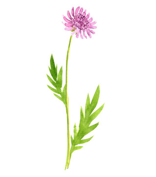 watercolor drawing field scabious