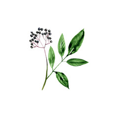 watercolor drawing elderberry