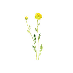 watercolor drawing cotton lavender