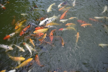 Fancy Carp swimming in the pond, Fancy Carp are golden.