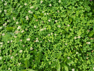 Fototapeta na wymiar lots of green clover leaves like a carpet. the view from the top